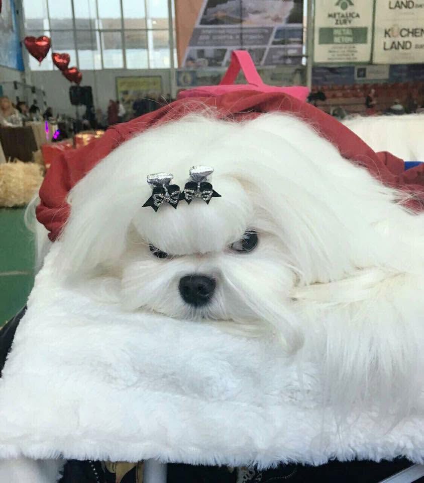 ДАЙМОНД ДЖЕМИНАЙ БАНДИТ